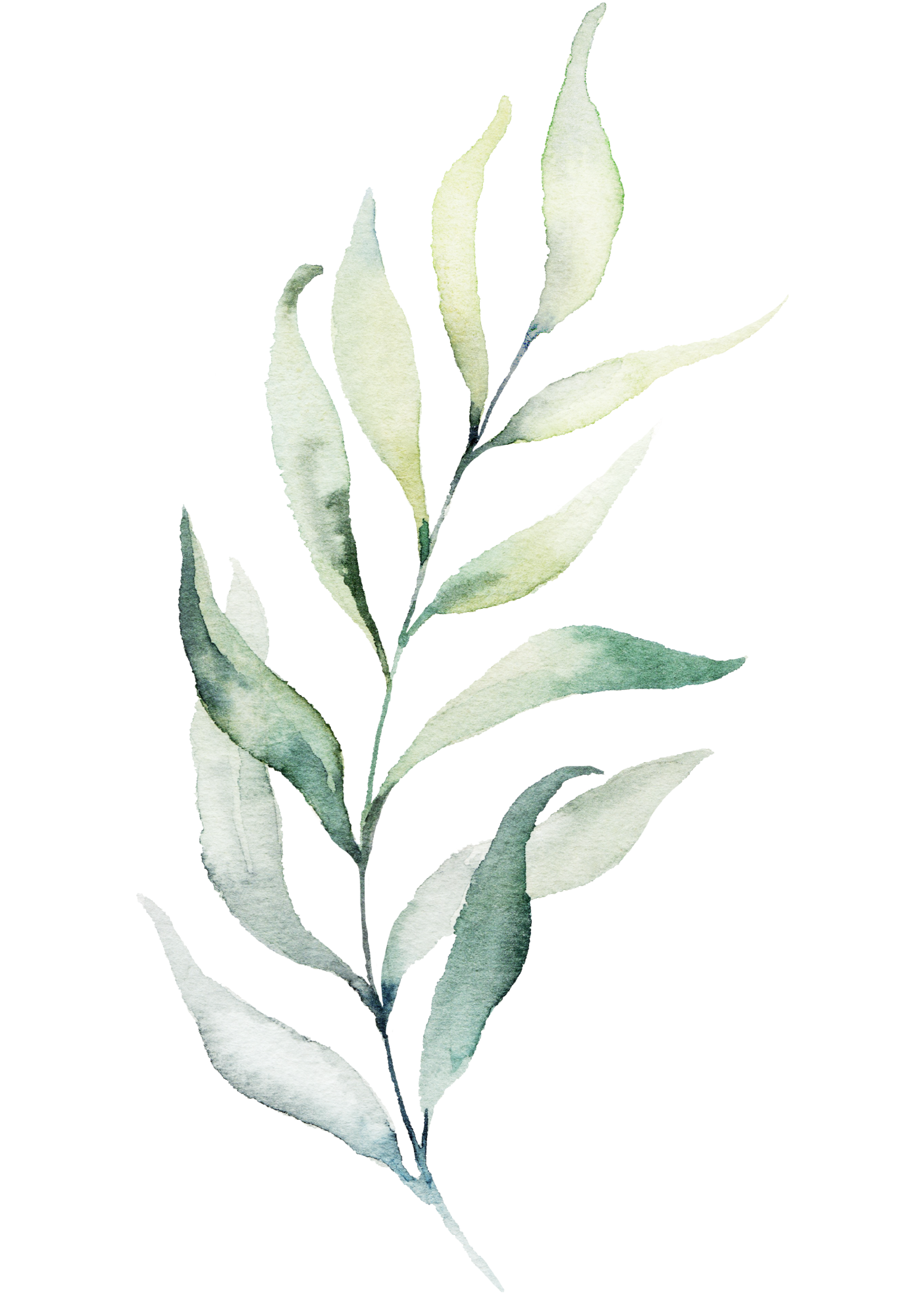 CB Left Footer Leaves.png